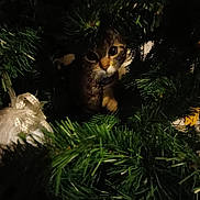 Orion a rejoint le concours — aidez-le/la à gagner de superbes lots ! animal, cat, christmas_tree, close_up, curiosity, cute, dark, decorations, festive, fur, greenery, holiday, indoor, nature, ornament, pet, pine_needles, playful, shadow, whiskers
