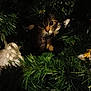 animal, cat, christmas_tree, close_up, curiosity, cute, dark, decorations, festive, fur, greenery, holiday, indoor, nature, ornament, pet, pine_needles, playful, shadow, whiskers