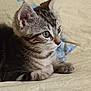 kitten, cat, tabby, animal, pet, fur, whiskers, ears, eyes, curious, cute, resting, indoor, blanket, fabric, soft, young, mammal, closeup, domestic