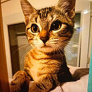 Orion participe au concours pour gagner de l'argent avec cette photo : cat, tabby, pet, whiskers, indoor, closeup, animal, feline, curious, soft, cute, ears, paws, portrait, face, eyes, fur, mammal, domestic, cozy