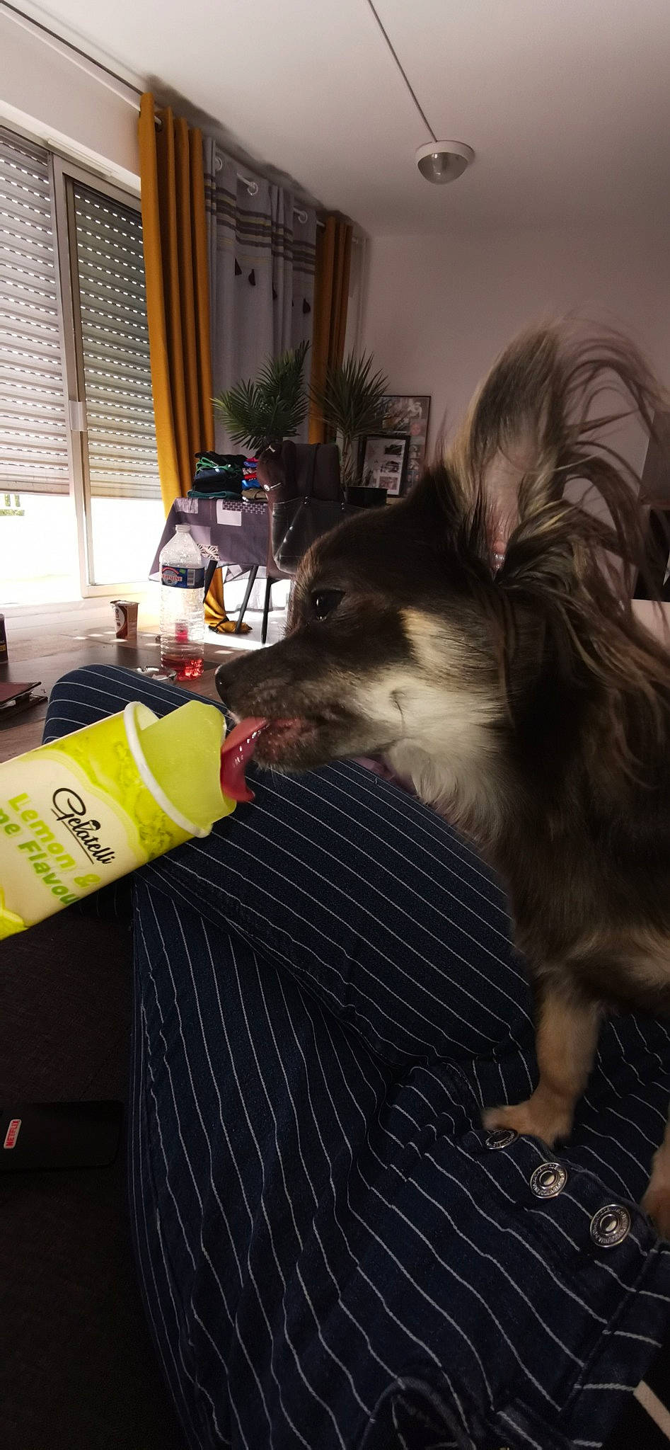 Pimkie participe au concours pour gagner de l'argent avec cette photo : carnivore, companion_dog, curtain, dog, dog_breed, dog_supply, flooring, flowerpot, fur, herding_dog, houseplant, picture_frame, plant, room, soft_drink, sporting_group, whiskers, window, window_blind, working_dog