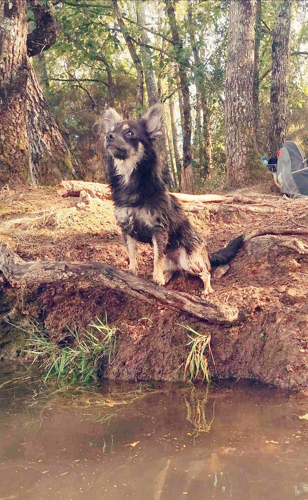 Pimkie a rejoint le concours — aidez-le/la à gagner de superbes lots ! canis, carnivore, dog, dog_breed, fawn, forest, fur, grass, plant, snout, tail, terrestrial_animal, tree, trunk, water, watercourse, wildlife, wolf, wood, woodland