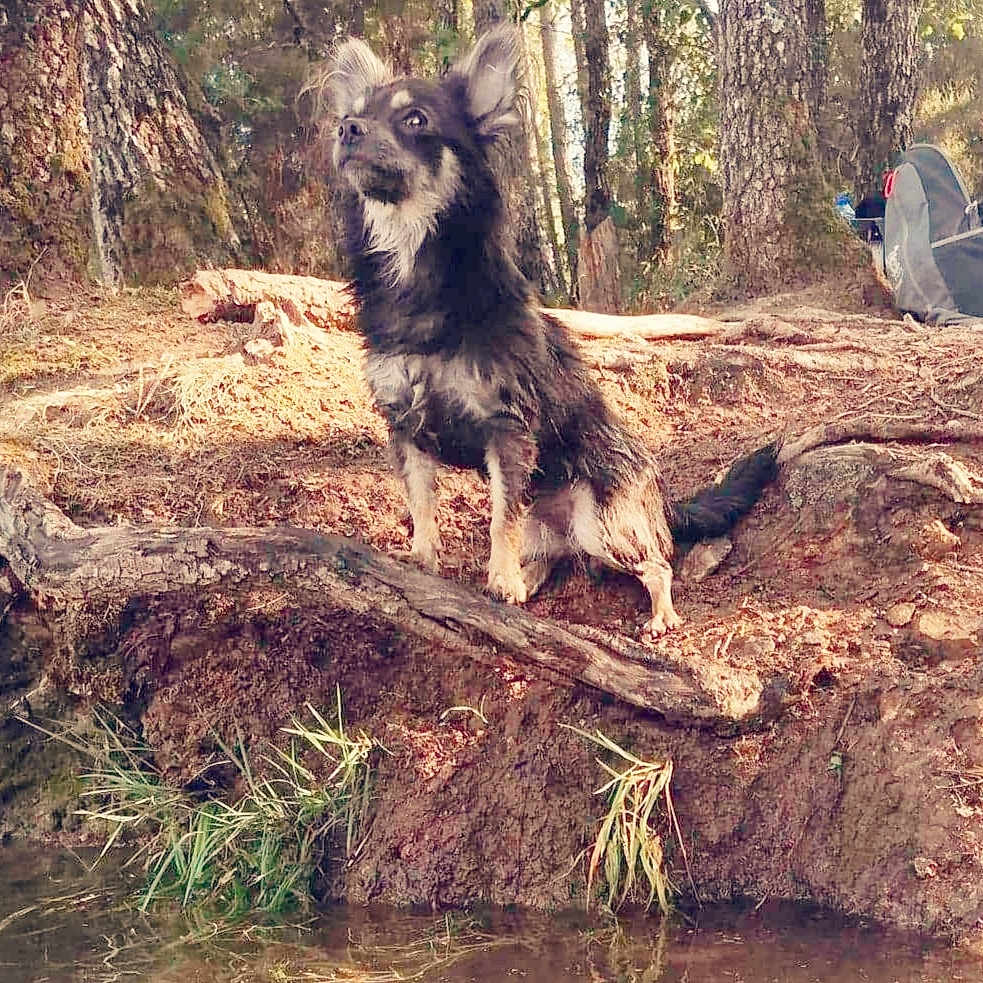 Pimkie