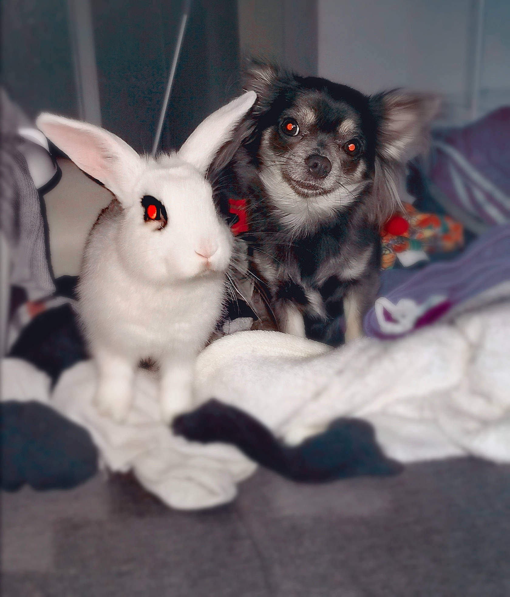 Pimkie participe au concours pour gagner de l'argent avec cette photo : companion_dog, dog_breed, dog_supply, domestic_rabbit, ear, event, fawn, fur, grey, hare, head, rabbit, rabbits_and_hares, snout, stuffed_toy, tail, toy, toy_dog, whiskers, working_animal