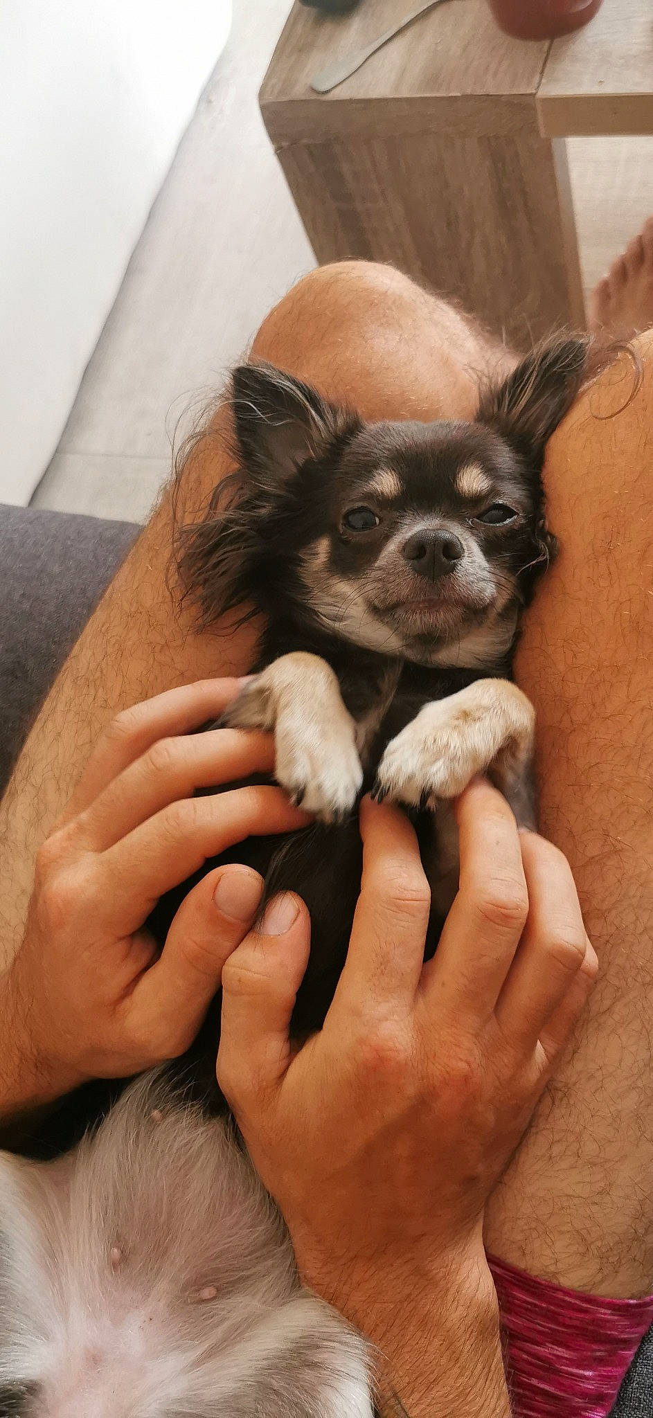 Pimkie participe au concours pour gagner de l'argent avec cette photo : canidae, carnivore, chihuahua, comfort, companion_dog, dog, dog_breed, ear, fawn, finger, fur, gesture, hand, nail, paw, snout, sporting_group, thumb, toy_dog, working_animal