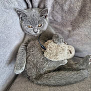 Greyson joined the competition — help win amazing prizes! kitten, gray_cat, toy_mouse, couch, plush_toy, furry, pet, indoor, relaxed, cute, animal, feline, soft_texture, claws, whiskers, paw, tail, resting, cozy, domestic