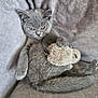 kitten, gray_cat, toy_mouse, couch, plush_toy, furry, pet, indoor, relaxed, cute, animal, feline, soft_texture, claws, whiskers, paw, tail, resting, cozy, domestic