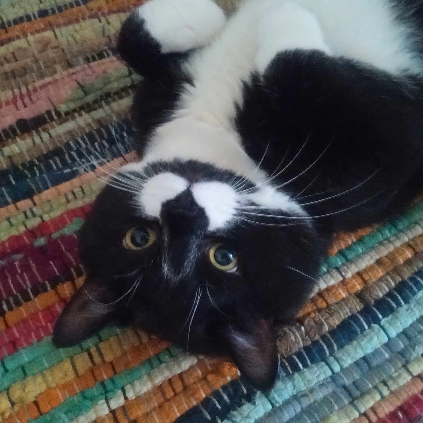 Boba Phat joined the competition — help win amazing prizes! animal, black_and_white, cat, close_up, colorful_rug, curious, cute, domestic, eyes, feline, fur, indoor, laying_down, pet, playful, relaxed, texture, upside_down, whiskers, woven_rug