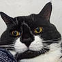 cat, tuxedo_cat, close_up, yellow_eyes, whiskers, black_and_white, pet, feline, animal, indoor, resting, portrait, cute, fur, face, ears, nose, expression, relaxed, background