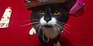 Boba Phat joined the competition — help win amazing prizes! cat, black_and_white, hat, straw_hat, yellow_eyes, whiskers, indoor, red_background, tube, container, pet, curious, sitting, close_up, feline, domestic_animal, cute, animal, white_paws, portrait