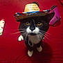 cat, black_and_white, hat, straw_hat, yellow_eyes, whiskers, indoor, red_background, tube, container, pet, curious, sitting, close_up, feline, domestic_animal, cute, animal, white_paws, portrait