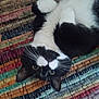 cat, black_and_white, upside_down, whiskers, paws, curious, rug, colorful, woven, texture, indoor, pet, feline, relaxed, cozy, closeup, playful, animal, fur, eyes
