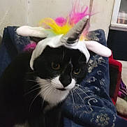 Boba Phat joined the competition — help win amazing prizes! animal, black_and_white, blanket, cat, colorful, costume, cozy, curious, cute, ears, face, feline, fur, horn, indoor, patterned, pet, sitting, unicorn_hat, whiskers
