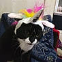 cat, black_and_white, unicorn_hat, costume, indoor, blanket, patterned, curious, pet, animal, feline, whiskers, ears, face, fur, sitting, cozy, colorful, horn, cute