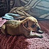 puppy, dog, animal, pet, young, brown_fur, blanket, soft_texture, cozy, indoors, resting, cute, small, fur, laying_down, domestic_animal, mammal, sleepy, comfort, relaxation