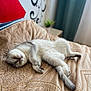 Timon participe au concours pour gagner de l'argent avec cette photo : cat, sleeping, bed, blanket, feline, indoor, cozy, resting, fur, tail, paw, relaxed, animal, mammal, cute, pet, home, quiet, peaceful, soft