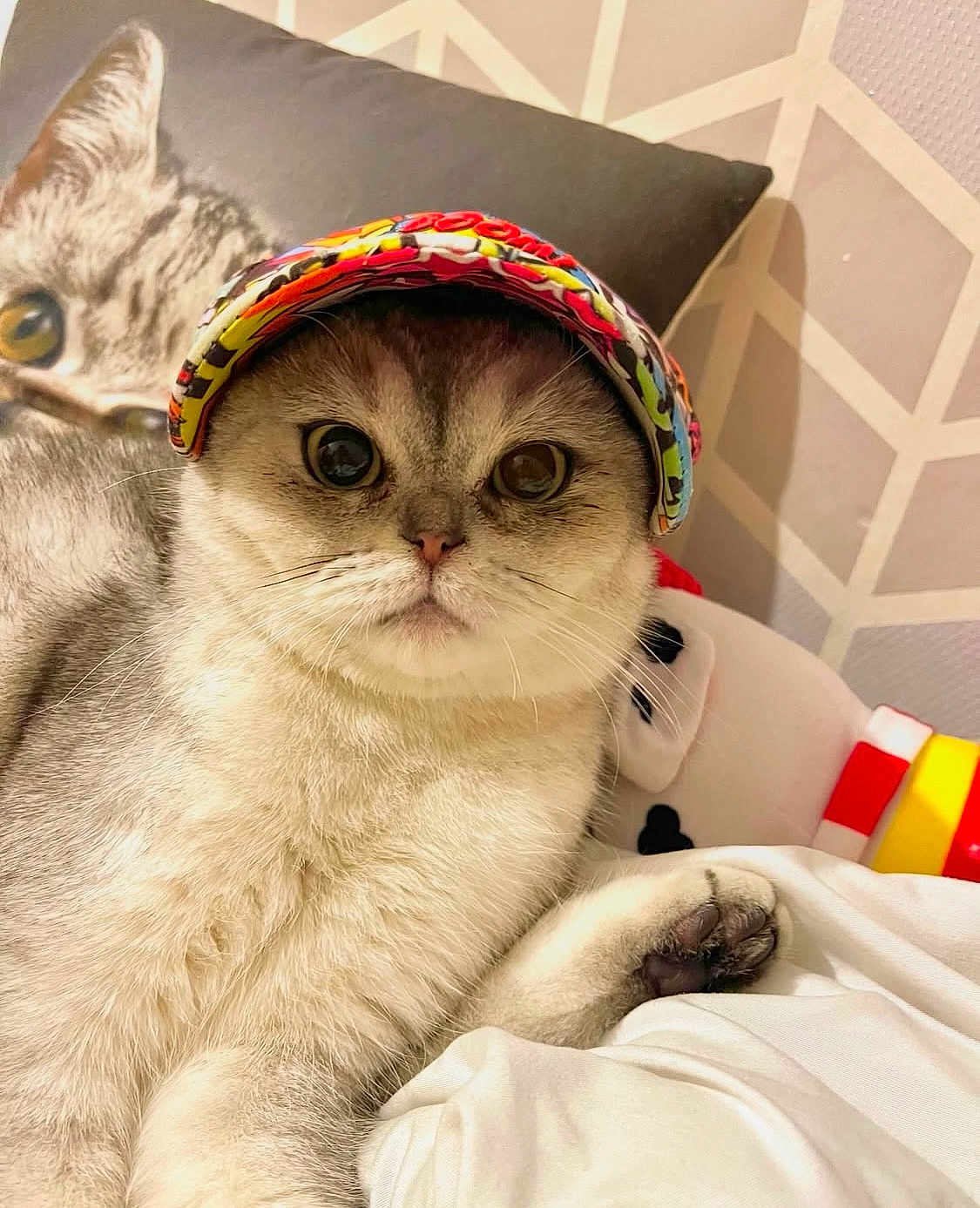 Timon participe au concours pour gagner de l'argent avec cette photo : cat, cap, pillow, bed, fur, whiskers, paw, indoor, cute, animal, pet, wide_eyes, soft_texture, relaxed, feline, close_up, colorful, patterned_wall, resting, cozy