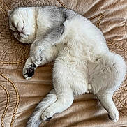 Timon a rejoint le concours — aidez-le/la à gagner de superbes lots ! cat, sleeping, fluffy, gray, white, pet, animal, relaxed, cozy, fur, tail, paw, indoor, blanket, resting, cute, domestic, mammal, soft, comfortable