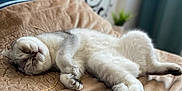 Timon participe au concours pour gagner de l'argent avec cette photo : cat, sleeping, indoor, blanket, bed, feline, cozy, relaxed, fur, paw, tail, home, comfort, animal, cute, resting, soft, texture, decor, pattern
