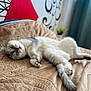 cat, sleeping, indoor, blanket, bed, feline, cozy, relaxed, fur, paw, tail, home, comfort, animal, cute, resting, soft, texture, decor, pattern