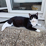 Zoro a rejoint le concours — aidez-le/la à gagner de superbes lots ! cat, black_and_white, lying_down, outdoor, patio, stone, door, glass, window, relaxed, animal, pet, feline, green_eyes, sidewalk, resting, domestic_cat, nature, quiet, curious