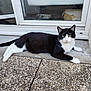 cat, black_and_white, lying_down, outdoor, patio, stone, door, glass, window, relaxed, animal, pet, feline, green_eyes, sidewalk, resting, domestic_cat, nature, quiet, curious