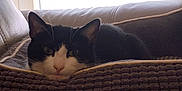 Zoro a rejoint le concours — aidez-le/la à gagner de superbes lots ! animal, black_and_white, blanket, cat, comfort, couch, cozy, domestic, ears, face, feline, fur, home, indoor, nose, pet, relaxing, resting, whiskers, window