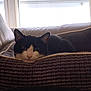 animal, black_and_white, blanket, cat, comfort, couch, cozy, domestic, ears, face, feline, fur, home, indoor, nose, pet, relaxing, resting, whiskers, window