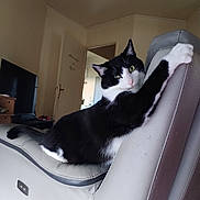 Zoro a rejoint le concours — aidez-le/la à gagner de superbes lots ! animal, black_and_white_cat, cat, chair, climbing, curious, domestic_animal, door, ears, furniture, home, indoor, leather, living_room, pet, relaxed, tail, television, whiskers, wooden_furniture