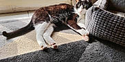 Zoro a rejoint le concours — aidez-le/la à gagner de superbes lots ! cat, black_and_white, pet_bed, rug, indoor, sunlight, window, relaxed, feline, paw, whiskers, home, cozy, laying_down, domestic_animal, animal, quiet, resting, fur, comfort