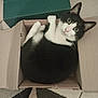 Zoro participe au concours pour gagner de l'argent avec cette photo : animal, black_and_white, box_lid, cardboard_box, carpet, cat, curious, curled_up, cute, ears, floor, fur, home, indoor, pet, relaxed, snug, tile, whiskers, wide_eyes