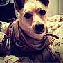Emerald is registered to the contest to win money with this photo: dog, pet, indoor, blanket, ears, cute, animal, portrait, bedroom, cozy, outfit, canine, fur, looking, closeup, face, domestic, resting, home, companion
