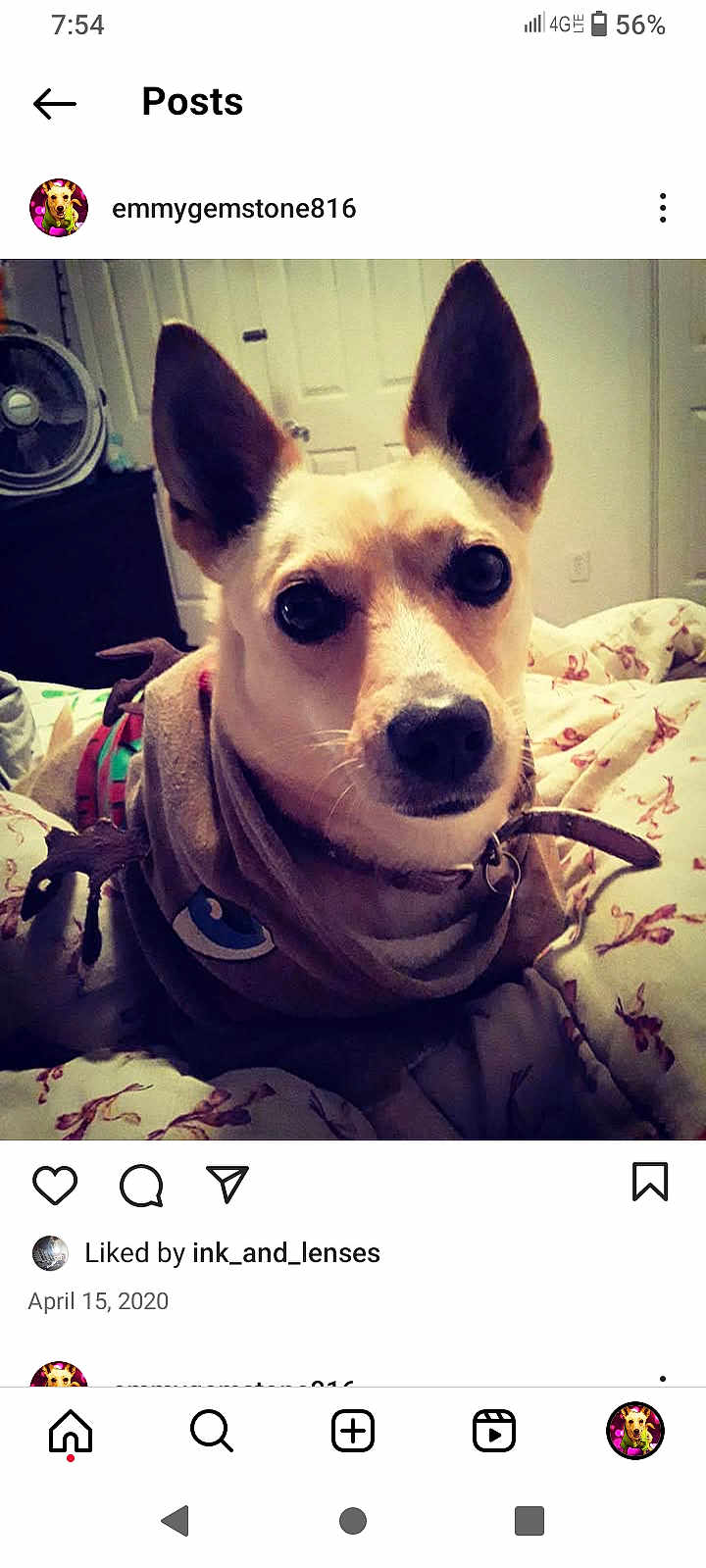 Emerald is registered to the contest to win money with this photo: dog, pet, indoor, blanket, ears, cute, animal, portrait, bedroom, cozy, outfit, canine, fur, looking, closeup, face, domestic, resting, home, companion