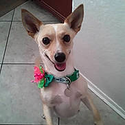 Emerald is registered to the contest to win money with this photo: dog, small_dog, indoor, tile_floor, green_collar, bow, happy, pet, animal, ears, tongue_out, smiling, close_up, cute, domestic_animal, standing, wall, corner, collar_tag, friendly