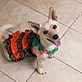 Emerald joined the competition — help win amazing prizes! dog, small_dog, pet, cute, dress, clothing, orange, green, bow, tile_floor, indoor, happy, tongue_out, ears, tail, looking_up, smiling, animal, canine, domestic