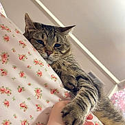 Venchi joined the competition — help win amazing prizes! cat, tabby, pet, paw, hand, bed, floral_bedding, pink, indoor, cozy, sleepy, whiskers, fur, close_up, portrait, holding, cute, relaxed, naptime, claw