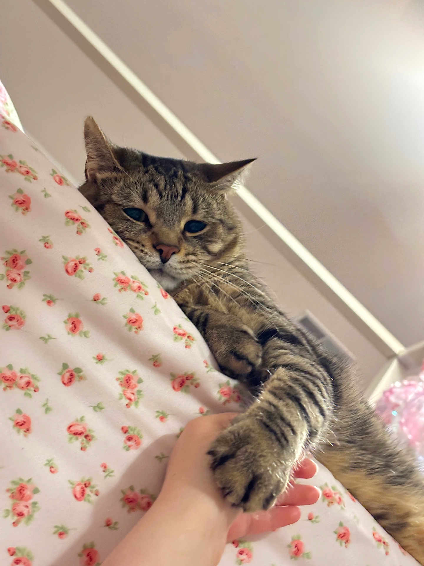 Venchi joined the competition — help win amazing prizes! cat, tabby, pet, paw, hand, bed, floral_bedding, pink, indoor, cozy, sleepy, whiskers, fur, close_up, portrait, holding, cute, relaxed, naptime, claw