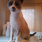 Bandyt joined the competition — help win amazing prizes! cat, animal, pet, indoor, curious, white, gray, fur, window, curtain, tabletop, sitting, paw, tail, domestic, feline, household, closeup, portrait, cozy