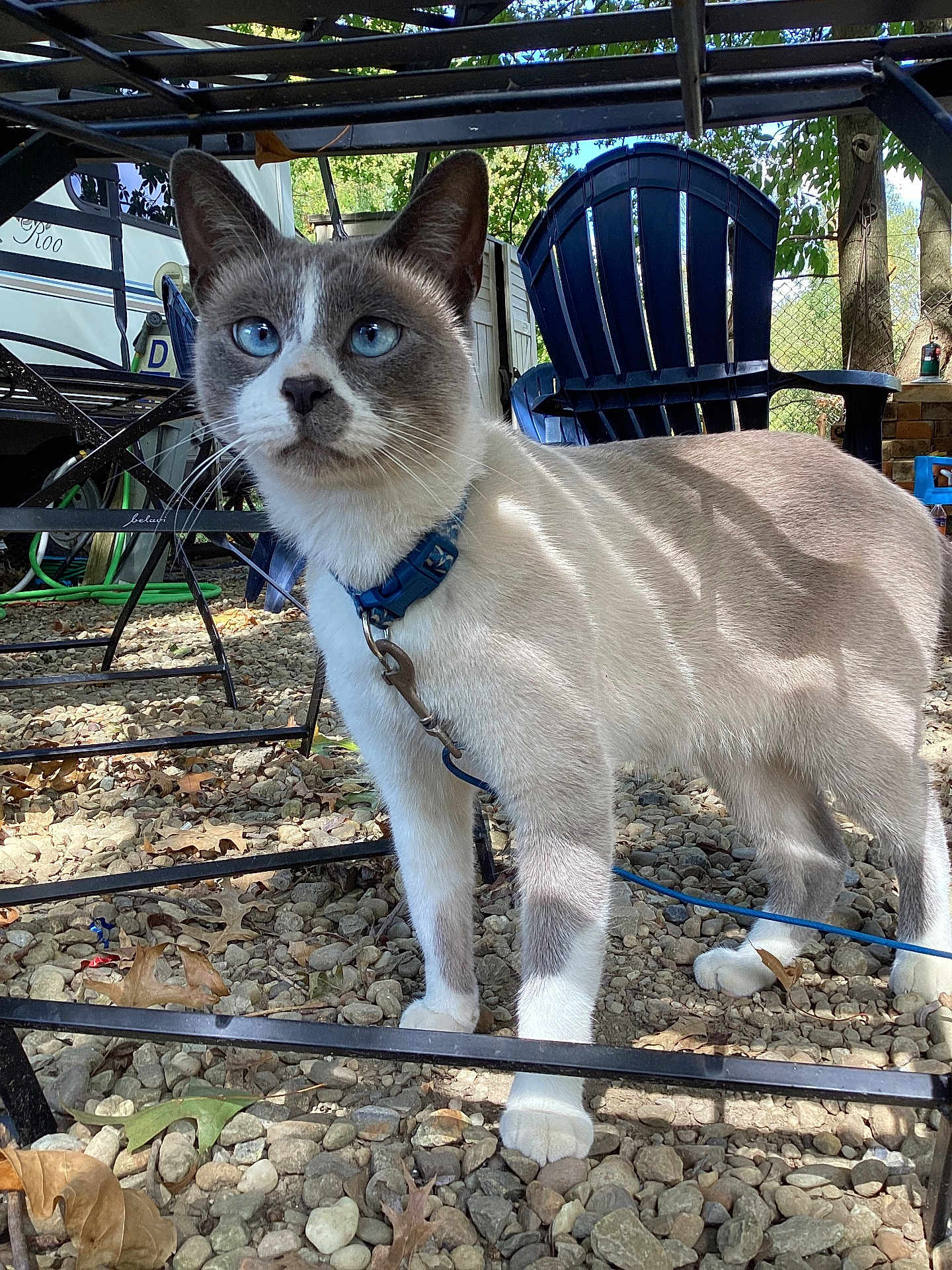 Bandyt is registered to the contest to win money with this photo: cat, blue_eyes, collar, outdoor, pebbles, metal_table, chairs, leaves, sunlight, shadow, pet, animal, feline, nature, daylight, closeup, standing, whiskers, fur, blue_collar