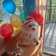 Thess participe au concours pour gagner de l'argent avec cette photo : dog, white_dog, birthday, balloons, high_chair, tiara, donut, candle, celebration, indoor, wooden_furniture, sunlight, curtains, party, pet, cute, small_dog, festive, animal, table