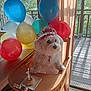 dog, white_dog, birthday, balloons, high_chair, tiara, donut, candle, celebration, indoor, wooden_furniture, sunlight, curtains, party, pet, cute, small_dog, festive, animal, table