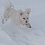 Thess participe au concours pour gagner de l'argent avec cette photo : dog, white_dog, snow, winter, playful, outdoor, fur, animal, pet, cold, leaping, active, fluffy, ears, snowball, nature, daylight, cute, energetic, canine