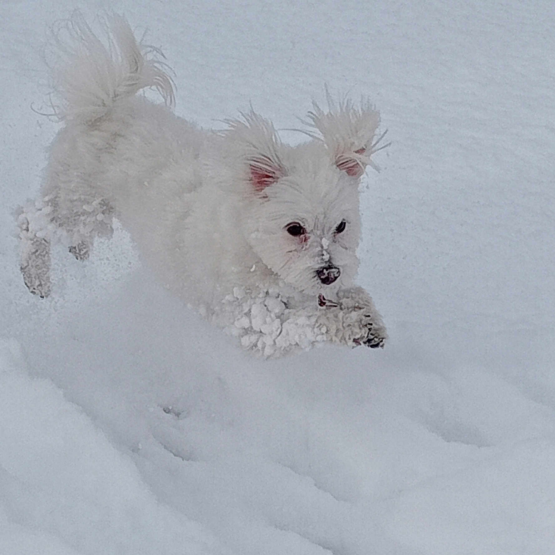 Thess participe au concours pour gagner de l'argent avec cette photo : active, animal, canine, cold, cute, daylight, dog, ears, energetic, fluffy, fur, leaping, nature, outdoor, pet, playful, snow, snowball, white_dog, winter
