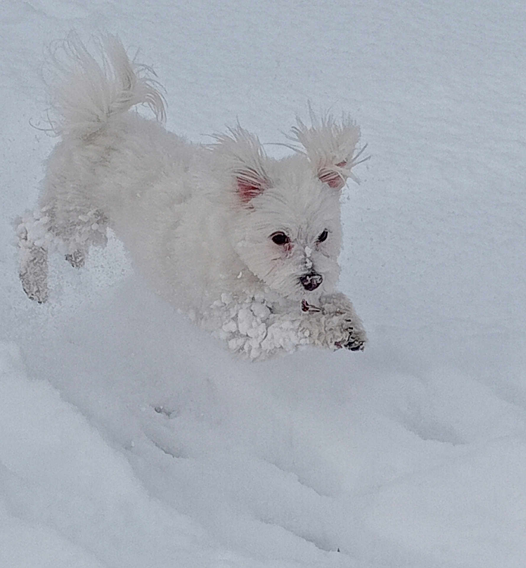 Thess participe au concours pour gagner de l'argent avec cette photo : dog, white_dog, snow, winter, playful, outdoor, fur, animal, pet, cold, leaping, active, fluffy, ears, snowball, nature, daylight, cute, energetic, canine