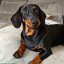 dachshund, dog, pet, indoor, couch, sofa, fur, black, brown, paws, ears, animal, canine, relaxing, looking, closeup, portrait, home, comfortable, cozy