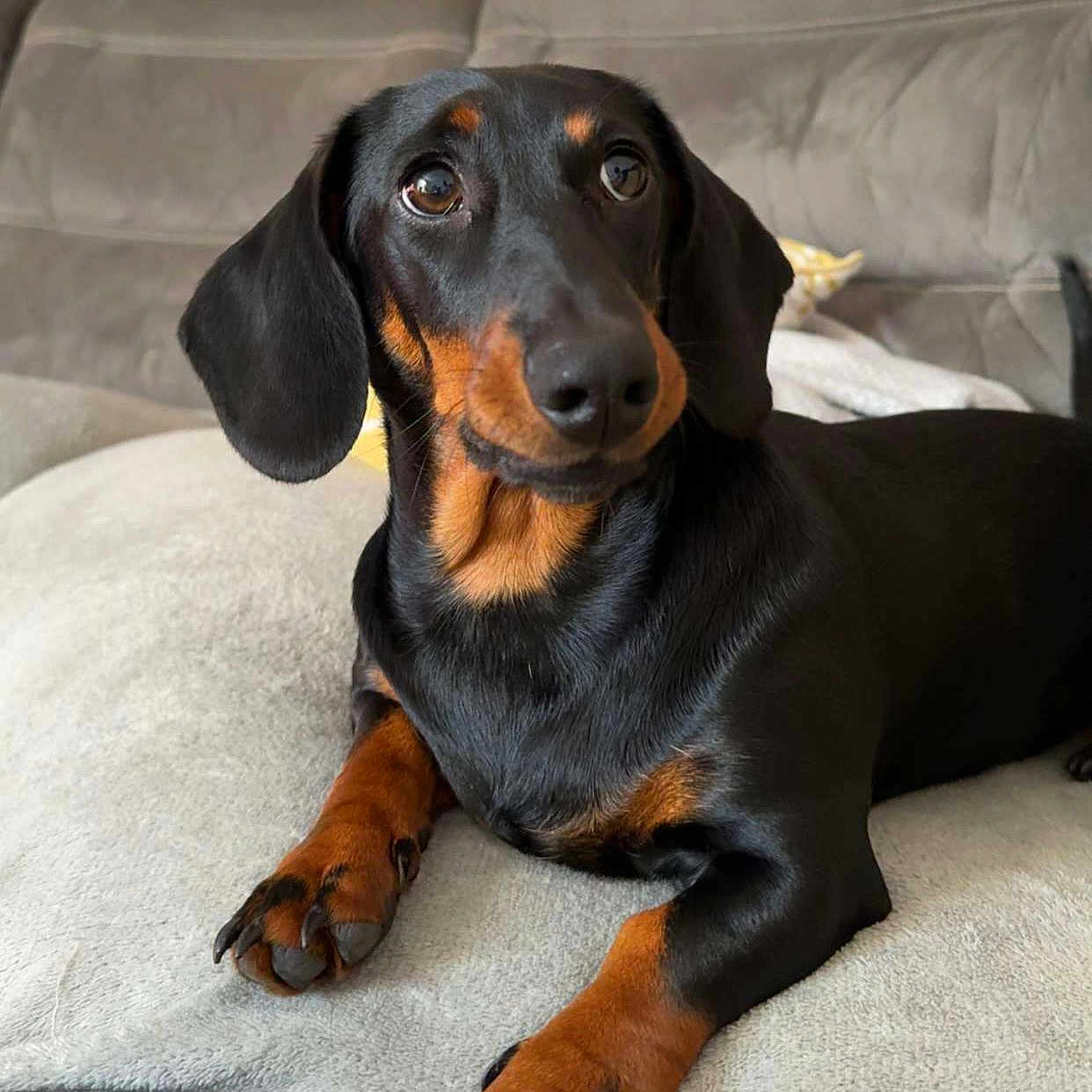 Nala participe au concours pour gagner de l'argent avec cette photo : animal, black, brown, canine, closeup, comfortable, couch, cozy, dachshund, dog, ears, fur, home, indoor, looking, paws, pet, portrait, relaxing, sofa