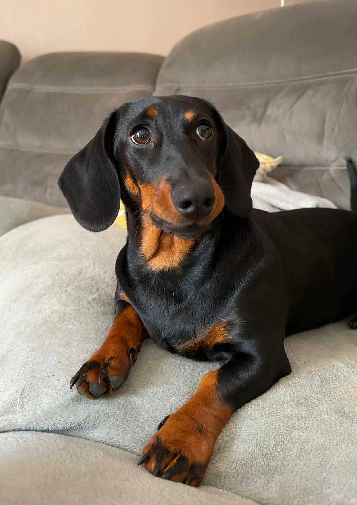 Nala participe au concours pour gagner de l'argent avec cette photo : dachshund, dog, pet, indoor, couch, sofa, fur, black, brown, paws, ears, animal, canine, relaxing, looking, closeup, portrait, home, comfortable, cozy