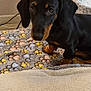 Nala participe au concours pour gagner de l'argent avec cette photo : dog, puppy, dachshund, black, tan, pet, animal, blanket, paw_print, indoor, floor, cute, small, fur, ears, nose, looking_up, bed, cozy, home