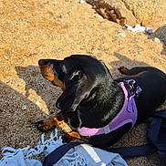 Nala participe au concours pour gagner de l'argent avec cette photo : dog, dachshund, black_and_tan, purple_harness, sand, beach, rocks, sunlight, outdoor, pet, lying_down, close_up, fur, canine, nature, shade, shadow, texture, relaxing, leash
