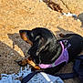 dog, dachshund, black_and_tan, purple_harness, sand, beach, rocks, sunlight, outdoor, pet, lying_down, close_up, fur, canine, nature, shade, shadow, texture, relaxing, leash